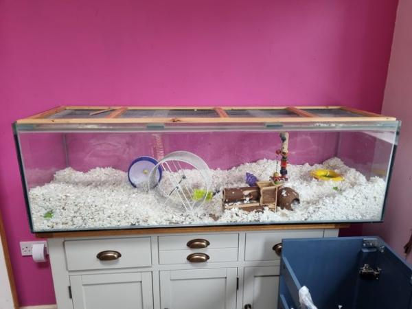 Image 2 of 2 Female Gerbils with complete set up.