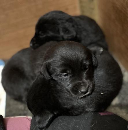Gorgeous Borador puppies (Labrador x Border collie ) for sale in Stone, Staffordshire
