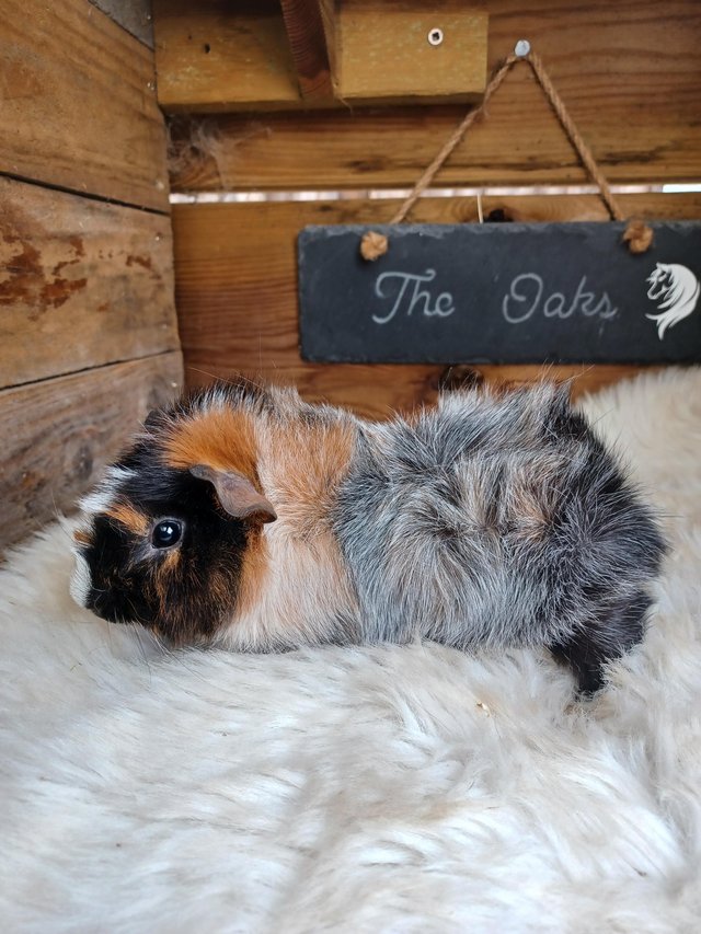 Preview of the first image of Sow guinea pigs stoke on trent.