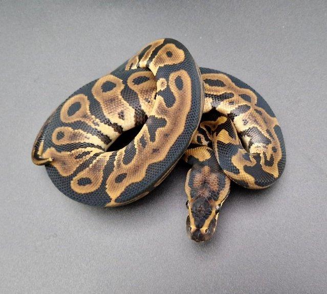 Preview of the first image of Leopard Het Clown 50% Het Pied Male Ball Python 231102.