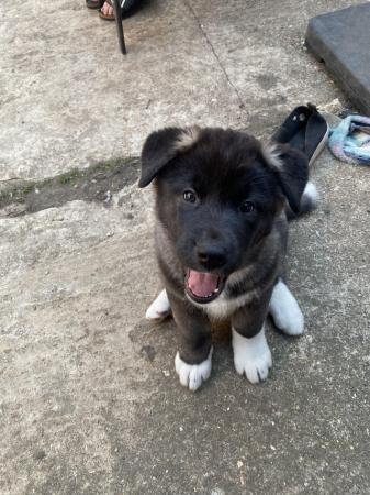 Image 9 of READY TO GO Chunky American Akita Puppies