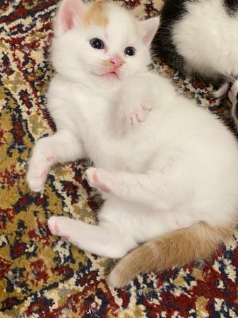 Image 3 of 3 adorable kittens- 8 weeks old (3 Left)