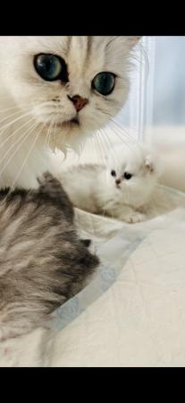 Image 11 of Best babies in the UK Persian chinchilla kittens