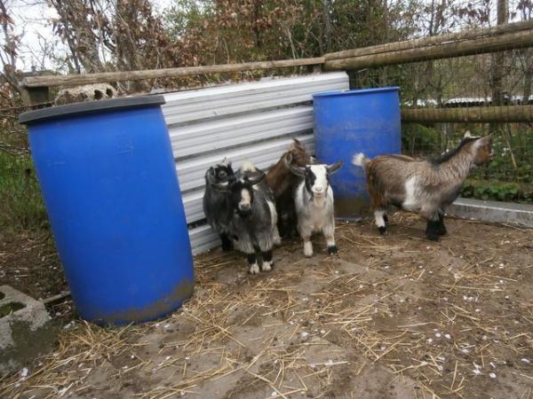 Image 1 of Pygmy Goat Yearling Nannies