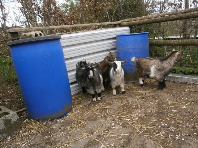 Preview of the first image of Pygmy Goat Yearling Nannies.