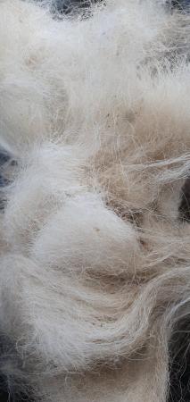 Image 5 of Various colour alpaca fleece