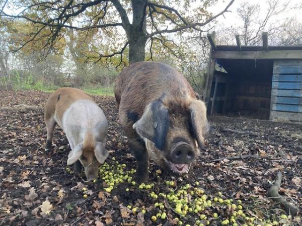 Image 1 of For Rehoming- OSB Boar 3 years old