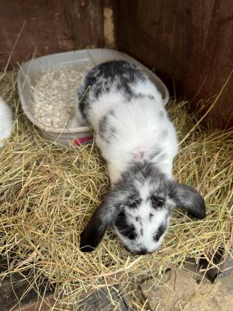 Image 8 of Baby Mini Lop bunnies for new homes
