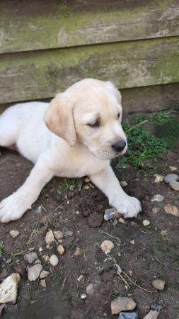 Image 4 of LABRADOR  KC REGISTERED HOME REARED PUPPY . READY NOW