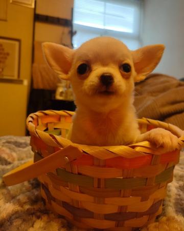 Image 4 of Xxs Chihuahua Puppies - Porthmadog