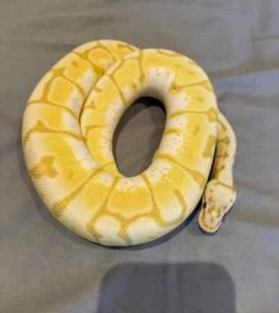 Image 7 of Low price ALL MUST GO Whole collection of ball pythons (8)