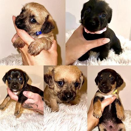 Image 3 of Doxie chon puppies, last 3 left! Reduced