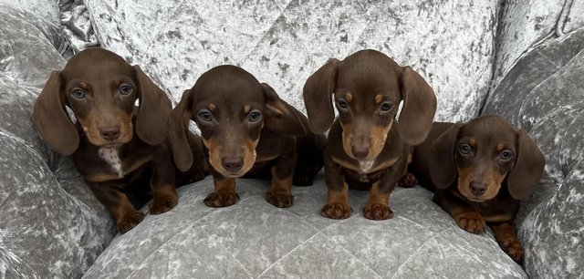 Image 9 of Beautiful health tested miniature smooth dachshund