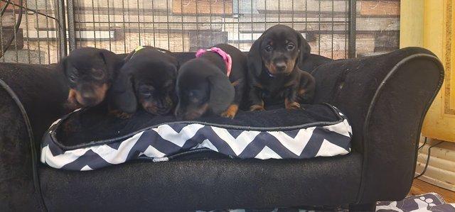 Image 2 of Miniature dachshund puppies READY TO GO!