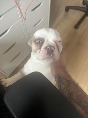 Image 1 of French bulldog puppy to rehome