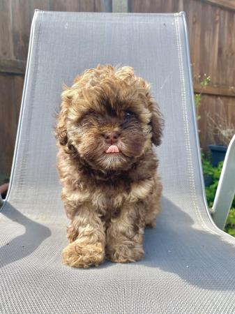 Image 6 of Beautiful shihpoo girl puppy ready now