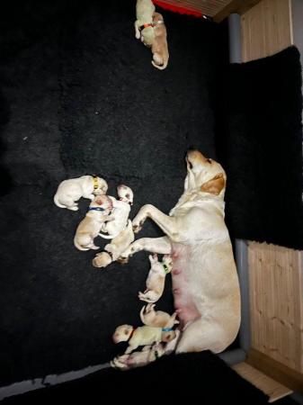 Image 3 of Labrador retriever pups for sale.