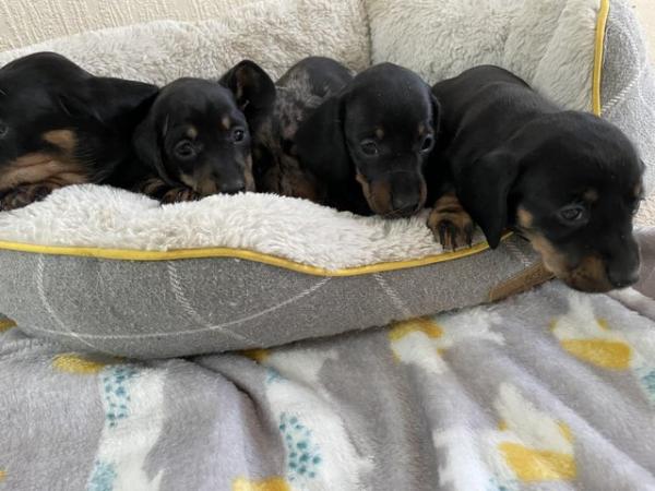 Image 12 of miniature dachshund puppies