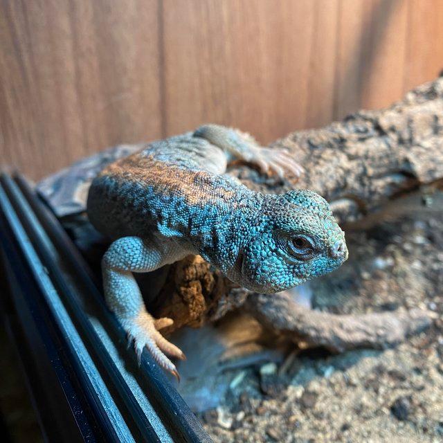 Preview of the first image of Mature Male Thomasi Uromastyx.