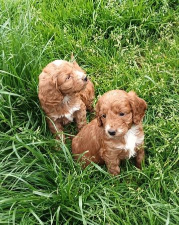 Image 12 of STUNNING GOLD COCKAPOOS FROM 5 * LICENCED BREEDER