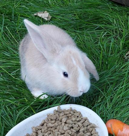 Image 2 of 1x Girl Mini Lop For Sale