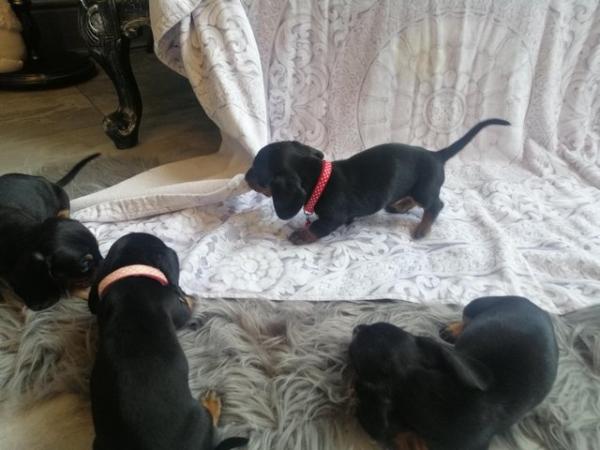 Image 2 of Dauchound dachshund puppies Black Tan
