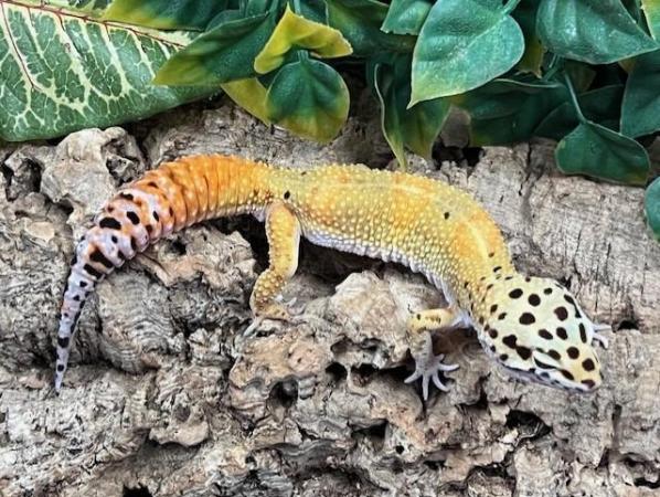 Image 2 of Leopard Geckos At The Marp Centre Feb 2024