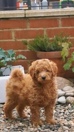 Image 5 of KC Reg Stunning Red Miniature Poodle Puppies