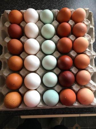 Image 1 of HATCHING EGGS FOR SALE pure breed birds