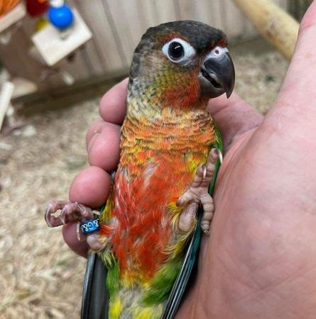 Image 6 of Conures Now Available - Hand Tame and Hand Reared