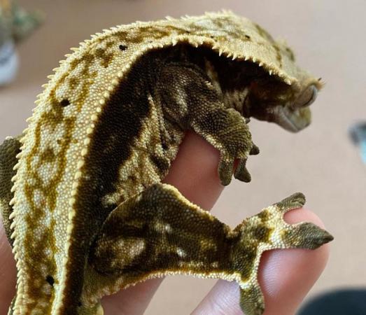 Image 6 of FREE full pin harlequin crested gecko (read desc)