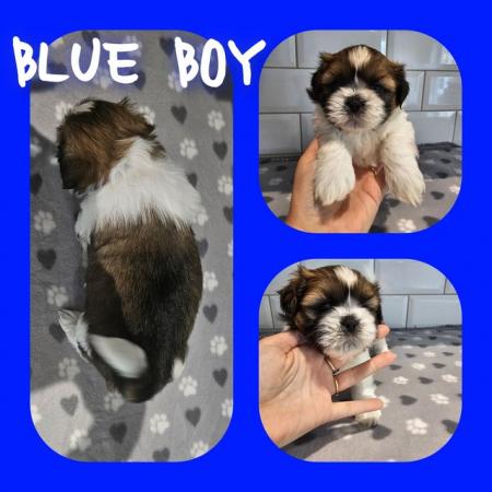 Image 6 of Lhasa apso puppies!! 3 boys 1 girl left