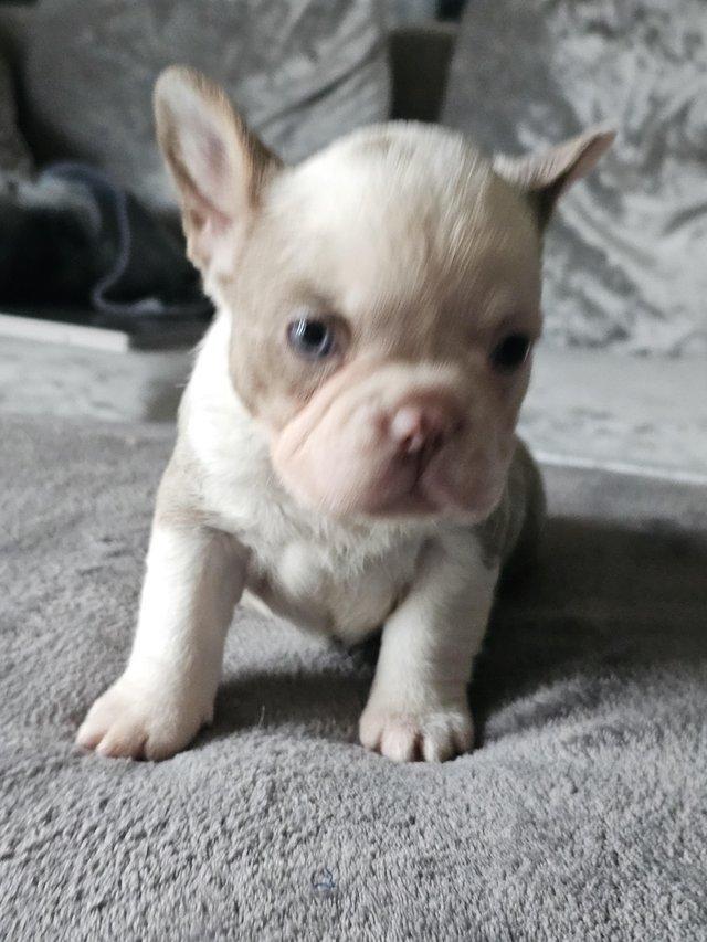 Preview of the first image of 9 week old beautiful French bulldog puppies 7 available.