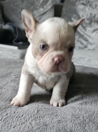 Image 1 of 9 week old beautiful French bulldog puppies 7 available
