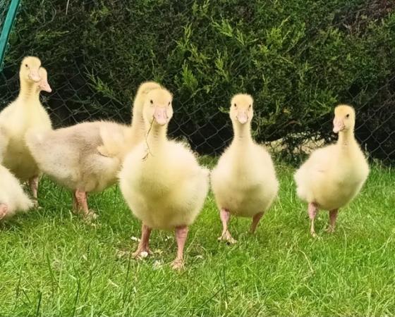 Image 1 of 2 wk old white Embden goslings for sale