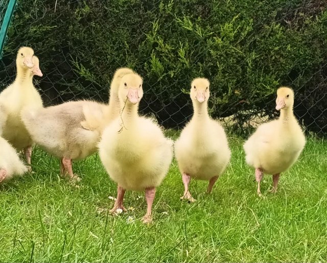 Preview of the first image of 2 wk old white Embden goslings for sale.
