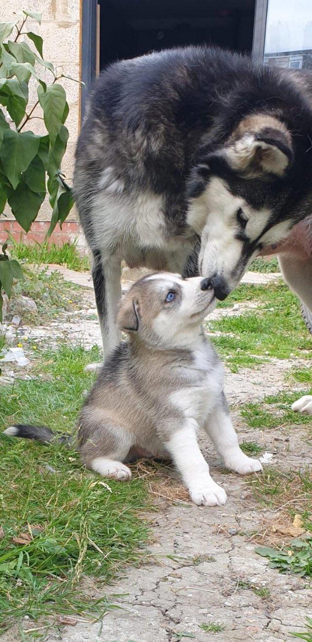 Preview of the first image of Siberian Husky puppies.