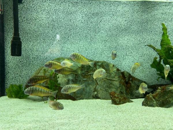 Image 4 of Tropheus ilangi Group African Cichlid Fish