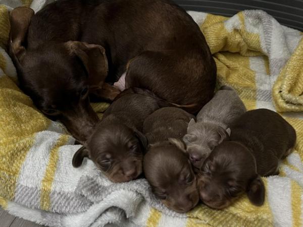 Image 8 of Miniature Dachshund Puppies