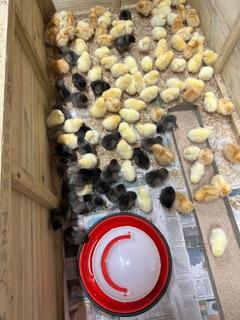Preview of the first image of Amber Stars Hybrid Pullets.