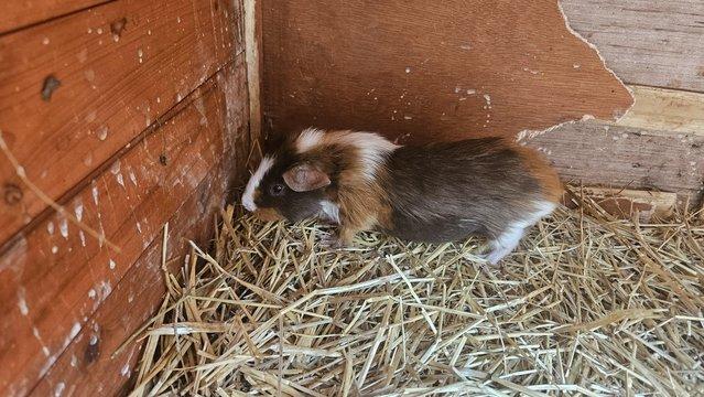 Image 5 of Female Guinea pigs for sale