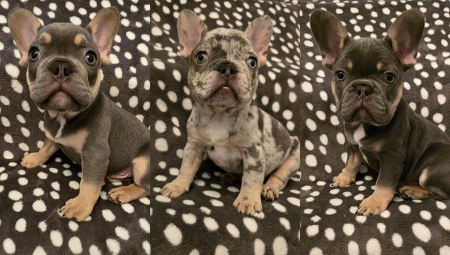 Image 10 of Ready to leaveKC French Bulldog puppies