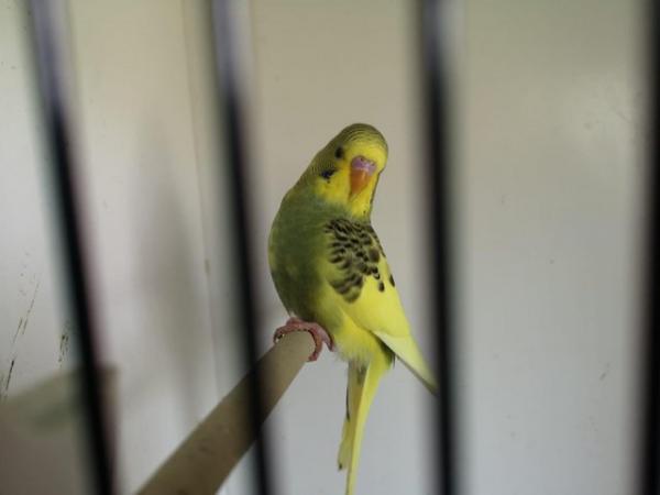 Image 5 of Gorgeous Baby budgie …………….