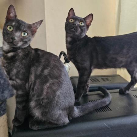 Image 20 of Silversmoke bengal sisters up for adoption