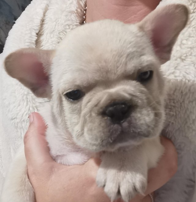 Preview of the first image of Reduced 1platinum kc reg frenchbull dog puppy.