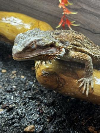Image 1 of Breeding pair of Bearded dragons and full set up