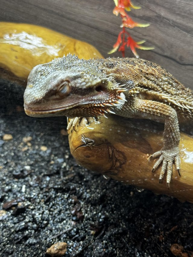Preview of the first image of Breeding pair of Bearded dragons and full set up.