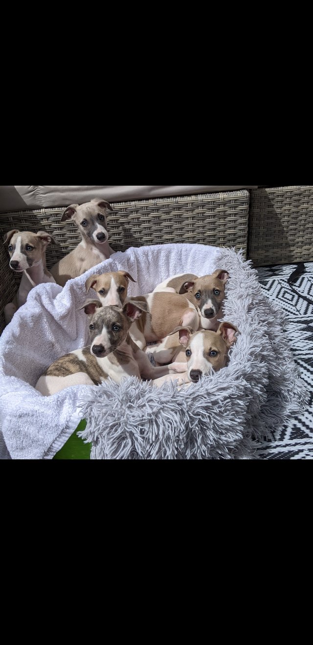 Preview of the first image of WHIPPET PUPPIES, PEDIGREE,KC REGISTERED.