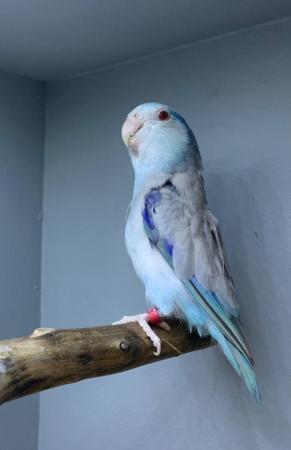 Image 1 of Beautiful Budgies & parrotlet for sale