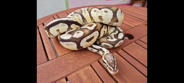 Image 5 of Firefly royal python male adult